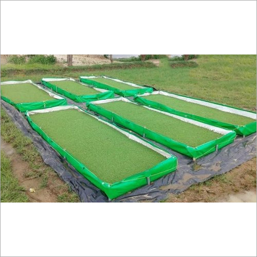 Azolla Bed