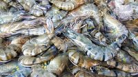 Black Tiger Shrimp