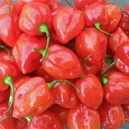 Fresh Habanero Peppers Preserving Compound: Cool And Dry Place