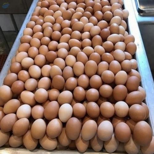Fresh Table Eggs