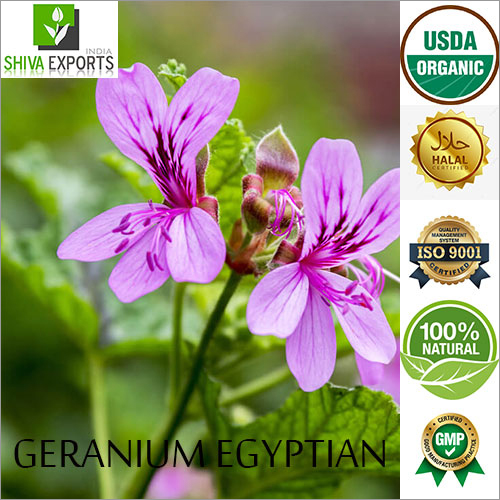 Geranium Egyptian Oil Age Group: All Age Group