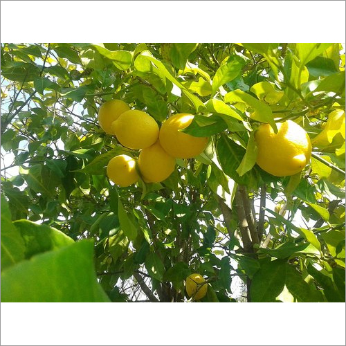 Seedless Lemon Plants