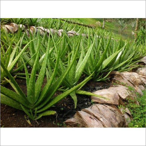 Organic Aloevera Plant