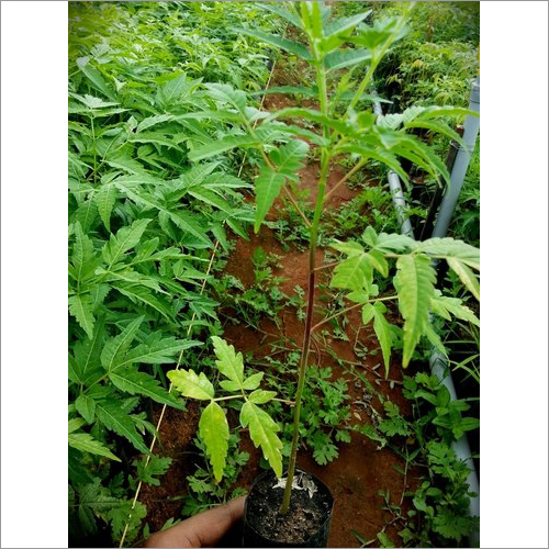 Herb Plants