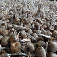 Saffron Bulbs Seeds