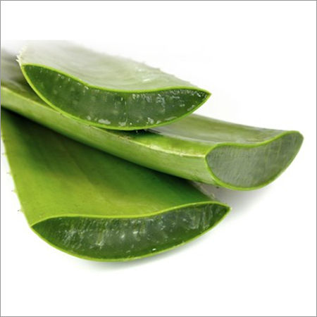 Aloe Vera Leaf