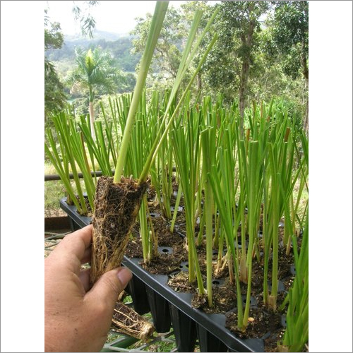 Vetiver Grass