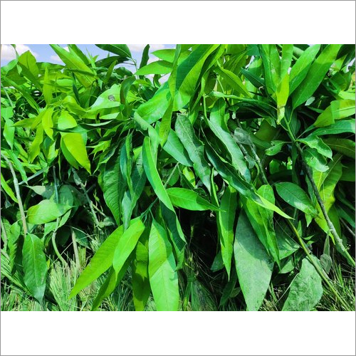 Green Grafted Mango Plants