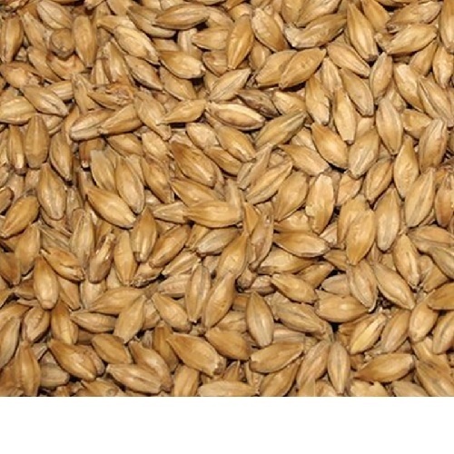 Barley Grains For Animal Feed