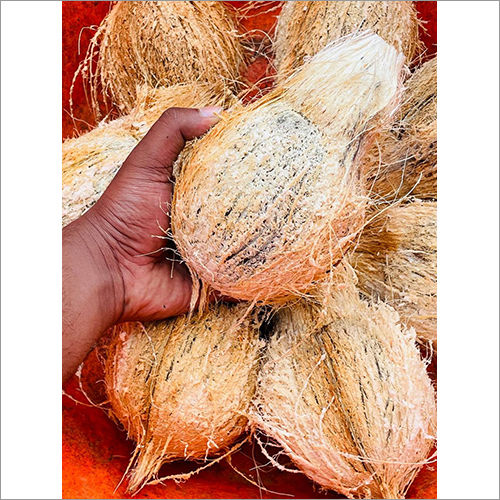 Indian Fresh Semi Husked Coconut