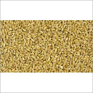 Durum Wheat