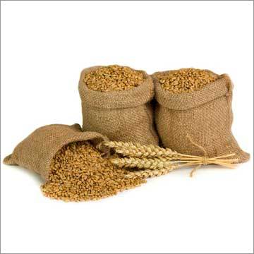 Indian Wheat