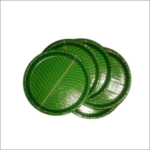 Round Green Paper Plates
