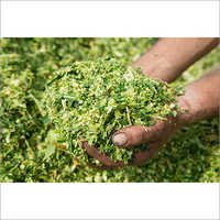 Corn Silage - Admixture (%): Inaculant
