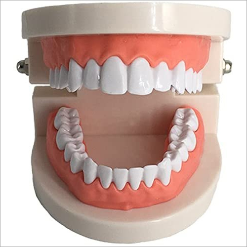 PVC Dental Model