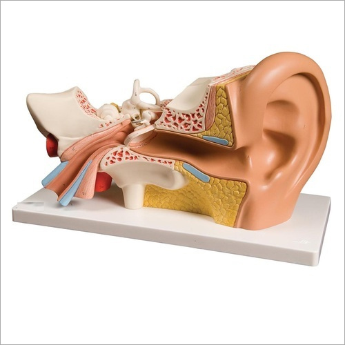 PVC Ear Model