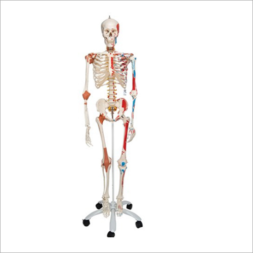 Life Size Skeleton With Ligaments And Painted Muscles