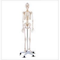 180cms Human Skeleton