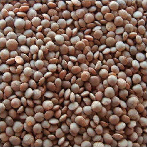 Whole Red Lentils (Masoor Dal By M/S GIRIRAJ TRADING COMPANY