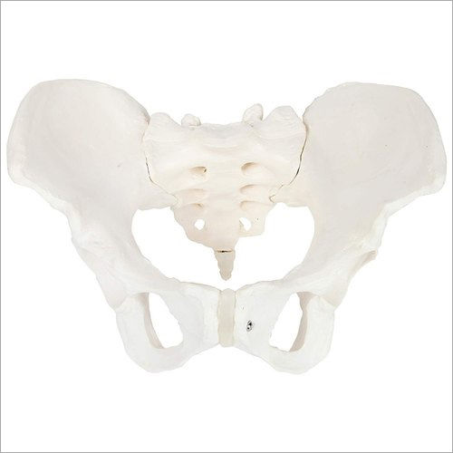 Adult Female Pelvis Model