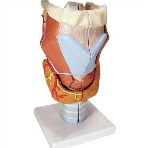 Thyroid Model