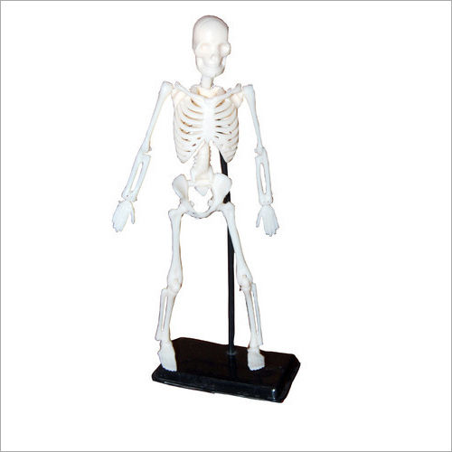 Skeleton Models