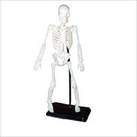 Educational Toy Skeleton Model