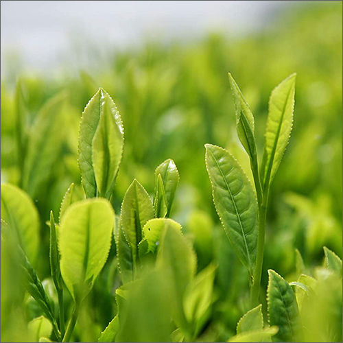 200g Japanese Granulated Sugar Green Tea