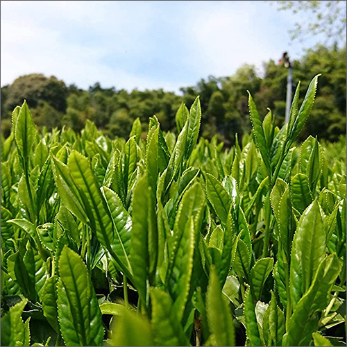 50g Japanese Gyokuro Loose Leaf Green Tea