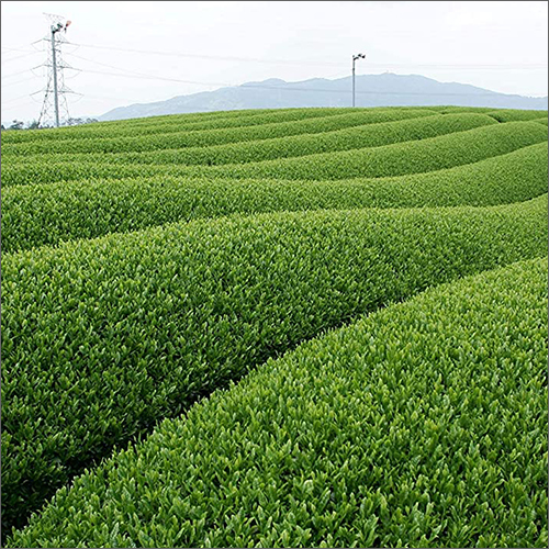 50g Japanese Gyokuro Loose Leaf Green Tea