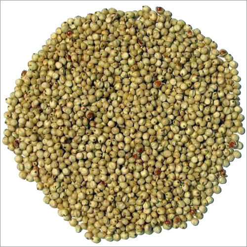 Bajra Seed