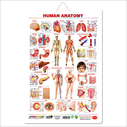 Human Anatomy Wall Charts