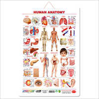 Human Anatomy Wall Charts