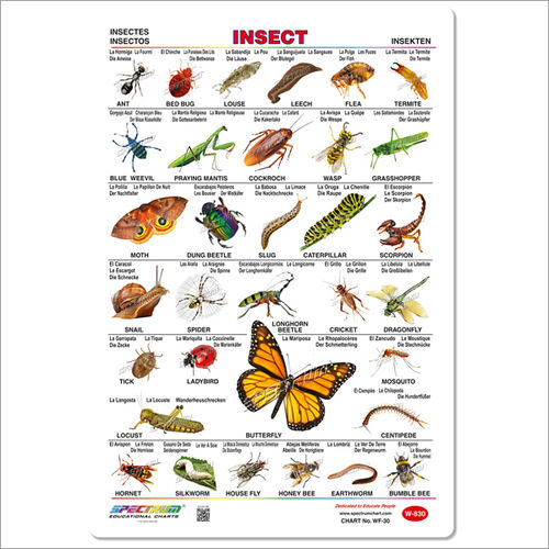 Insect Wall Charts