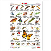 Insect Wall Charts