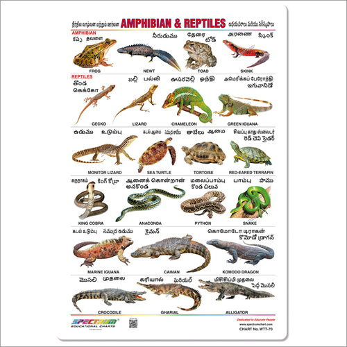 Amphibian & Reptiles Wall Charts
