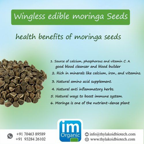 Moringa seeds without wings