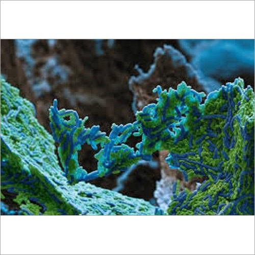 Green & Blue Lactobacillus Reuteri Probiotic