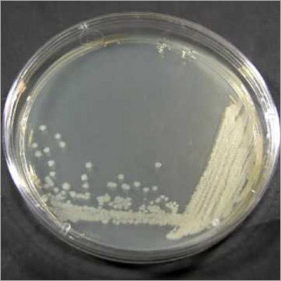 Bacillus Polymyxa