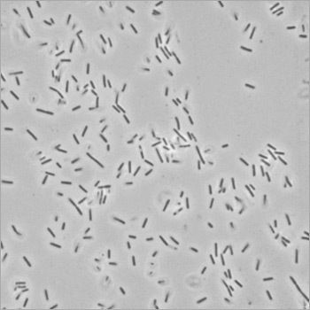 Bacillus Furmis Probiotic