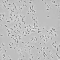 Bacillus Furmis Probiotic