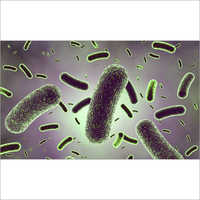 Lactobacillus Rhamnosus Probiotics