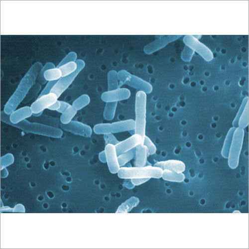 White Lactobacillus Reuterii Probiotics