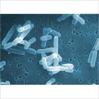 Lactobacillus Reuterii Probiotics