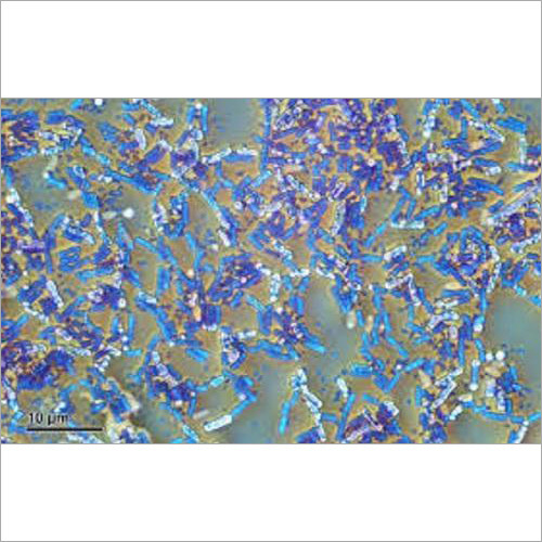 Bacillus Subtilis Feed Preservative