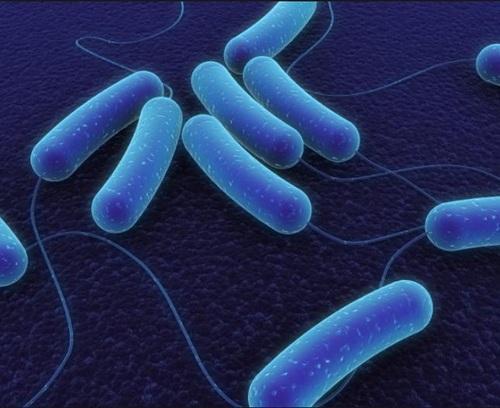 Mitushi Bacillus Subtilis