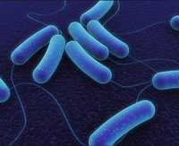 Mitushi Bacillus Subtilis - Efficacy: Promote Nutrition