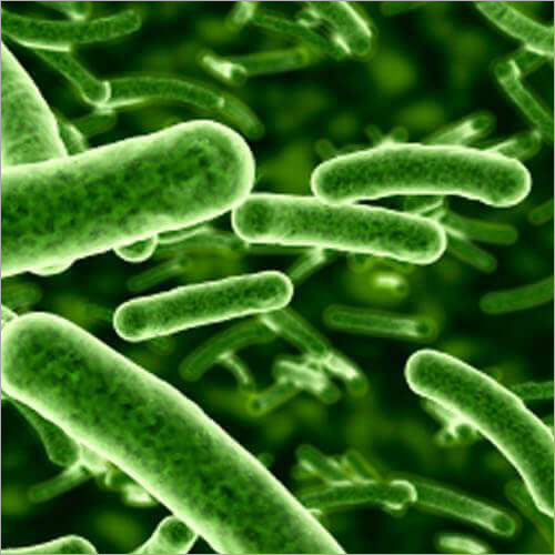 Bifidobacterium Bifidum Probiotics