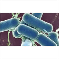 Lactic Acid Bacillus Probiotic