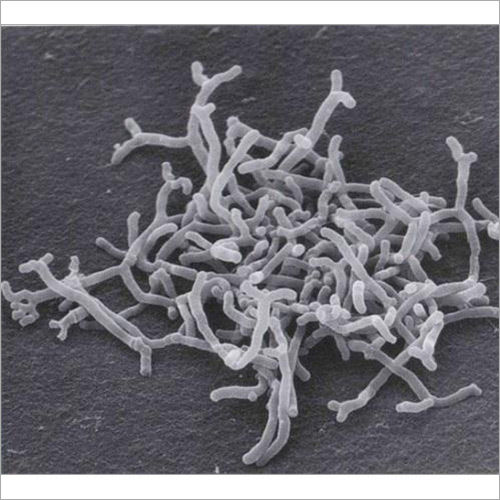 Bifidobacterium Longum Probiotics Keep At Cool And Dry Place at Best ...